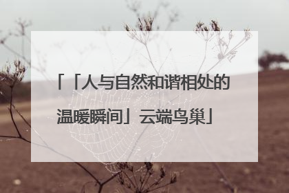 「人与自然和谐相处的温暖瞬间」云端鸟巢