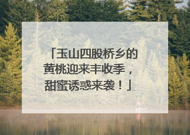 玉山四股桥乡的黄桃迎来丰收季，甜蜜诱惑来袭！