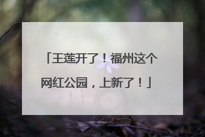 王莲开了！福州这个网红公园，上新了！