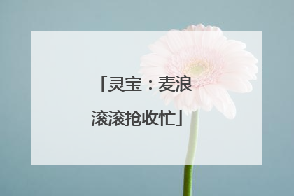 灵宝：麦浪滚滚抢收忙
