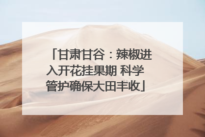 甘肃甘谷：辣椒进入开花挂果期 科学管护确保大田丰收