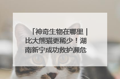 神奇生物在哪里｜比大熊猫更稀少！湖南新宁成功救护濒危鸟类海南鳽
