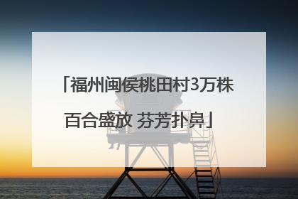福州闽侯桃田村3万株百合盛放 芬芳扑鼻