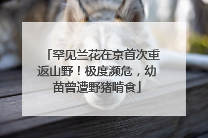 罕见兰花在京首次重返山野！极度濒危，幼苗曾遭野猪啃食
