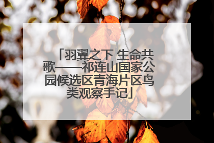 羽翼之下 生命共歌——祁连山国家公园候选区青海片区鸟类观察手记