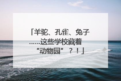 羊驼、孔雀、兔子……这些学校藏着 “动物园”?!
