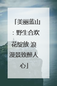 美丽蓝山：野生合欢花绽放 浪漫景致醉人心