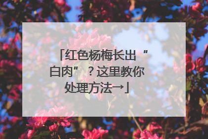 红色杨梅长出“白肉”？这里教你处理方法→