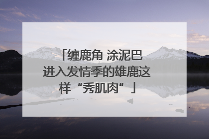 缠鹿角 涂泥巴 进入发情季的雄鹿这样“秀肌肉”