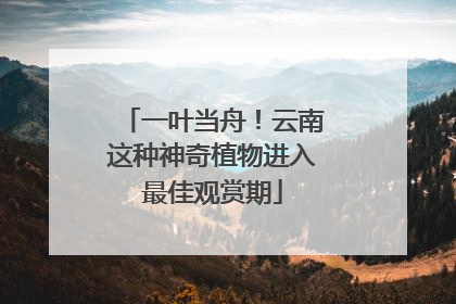 一叶当舟！云南这种神奇植物进入最佳观赏期