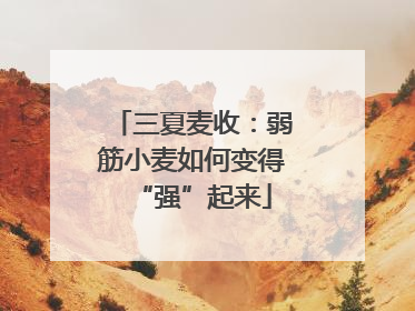 三夏麦收：弱筋小麦如何变得“强”起来