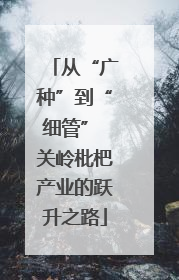 从“广种”到“细管” 关岭枇杷产业的跃升之路