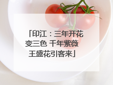 印江：三年开花变三色 千年紫薇王盛花引客来