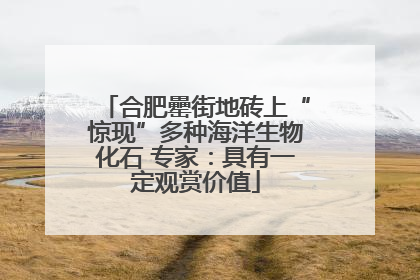 合肥罍街地砖上“惊现”多种海洋生物化石 专家：具有一定观赏价值