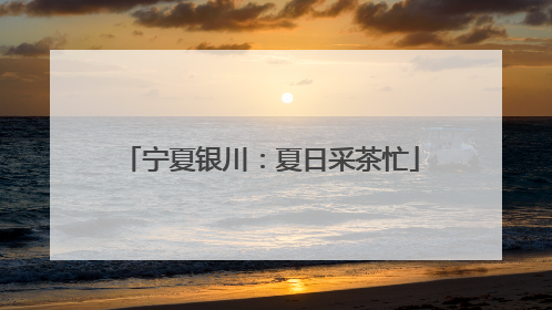 宁夏银川：夏日采茶忙