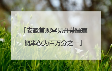 安徽首现罕见并蒂睡莲 概率仅为百万分之一