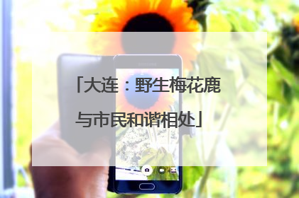 大连：野生梅花鹿与市民和谐相处