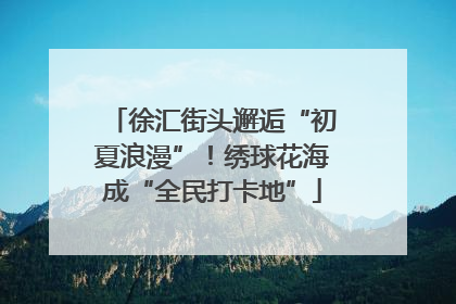 徐汇街头邂逅“初夏浪漫”！绣球花海成“全民打卡地”