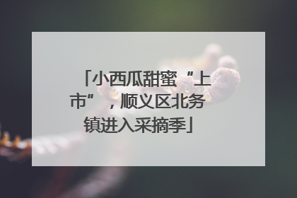 小西瓜甜蜜“上市”，顺义区北务镇进入采摘季