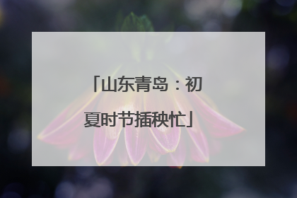 山东青岛：初夏时节插秧忙