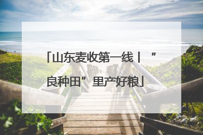 山东麦收第一线丨“良种田”里产好粮
