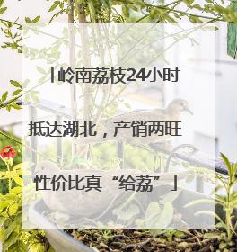 岭南荔枝24小时抵达湖北，产销两旺性价比真“给荔”