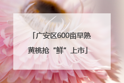 广安区600亩早熟黄桃抢“鲜”上市