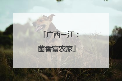 广西三江：菌香富农家