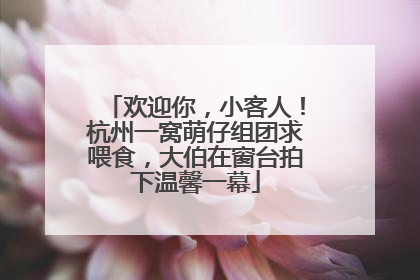 欢迎你，小客人！杭州一窝萌仔组团求喂食，大伯在窗台拍下温馨一幕