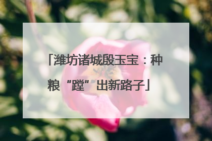 潍坊诸城殷玉宝：种粮“蹚”出新路子