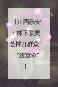 江西乐安：林下紫灵芝撑开群众“致富伞”