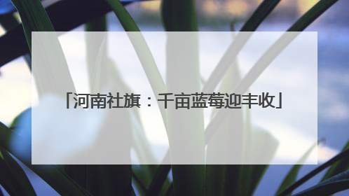 河南社旗：千亩蓝莓迎丰收