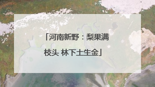 河南新野：梨果满枝头 林下土生金