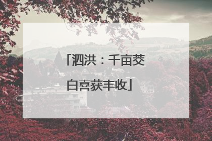 泗洪：千亩茭白喜获丰收