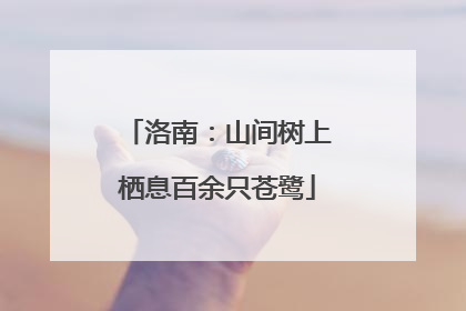 洛南：山间树上栖息百余只苍鹭