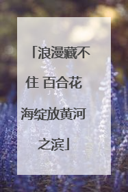 浪漫藏不住 百合花海绽放黄河之滨