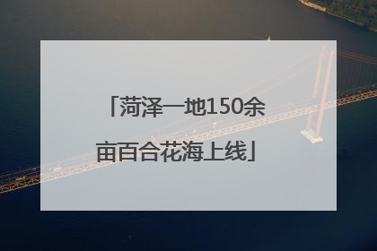 菏泽一地150余亩百合花海上线