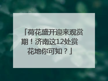 荷花盛开迎来观赏期！济南这12处赏花地你可知？