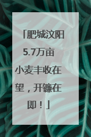 肥城汶阳5.7万亩小麦丰收在望，开镰在即！