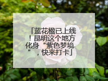 蓝花楹已上线！昆明这个地方化身“紫色梦境”，快来打卡