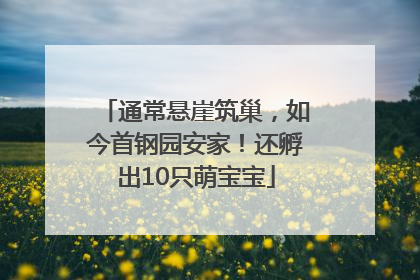 通常悬崖筑巢，如今首钢园安家！还孵出10只萌宝宝