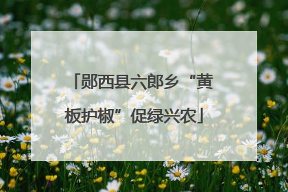 郧西县六郎乡“黄板护椒”促绿兴农