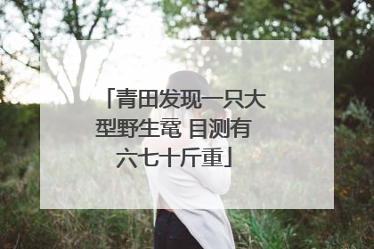 青田发现一只大型野生鼋 目测有六七十斤重