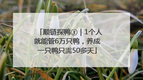 顺链探鸭③｜1个人就能管6万只鸭，养成一只鸭只需50多天