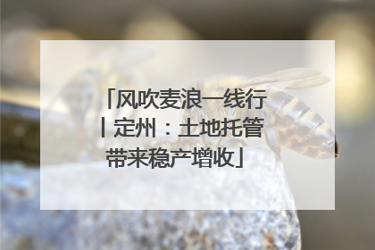 风吹麦浪一线行丨定州：土地托管带来稳产增收