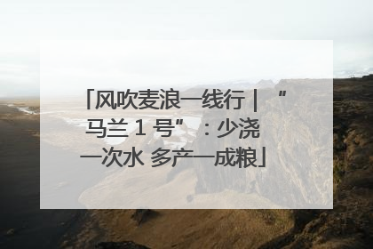 风吹麦浪一线行｜“马兰 1 号”：少浇一次水 多产一成粮