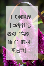 飞羽镜界｜新华社记者对“高原仙子”的四季追寻