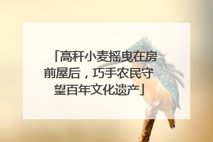 高秆小麦摇曳在房前屋后，巧手农民守望百年文化遗产