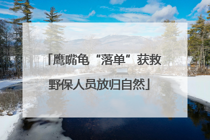 鹰嘴龟“落单”获救 野保人员放归自然