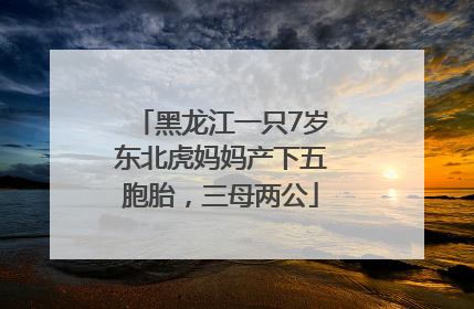 黑龙江一只7岁东北虎妈妈产下五胞胎，三母两公